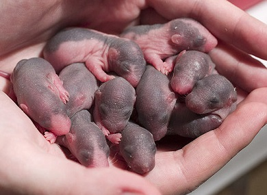 Illustration for article titled What This Classic Experiment on Rats Can Teach Us About Eugenics